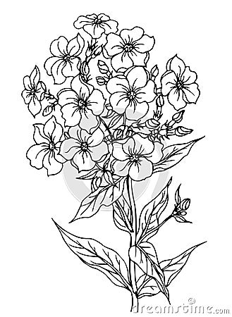 Summer flower phlox, outline black and white vector illustration Vector Illustration